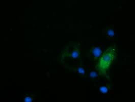 HDAC6 Antibody (clone OTI1D11, Carrier-free)