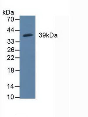MAP2K3 / MEK3 / MKK3 Antibody (aa99-343)
