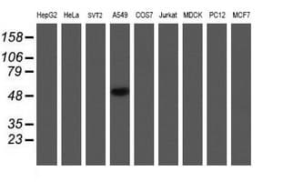 NDUFAF7 Antibody (clone OTI4A5, Carrier-free)