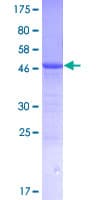 Human AMTN Protein (Recombinant GST)