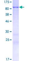 Human PLEKHN1 Protein (Recombinant GST)