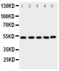 SMAD5 Antibody (aa248-267)