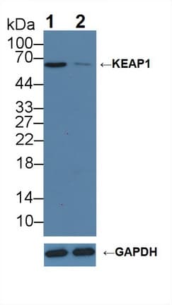 KEAP1 Antibody (aa327-624)