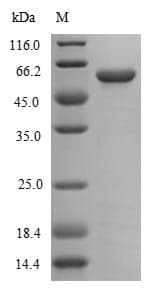 Campylobacter jejuni flaA Protein (Recombinant 6His, C-terminus)