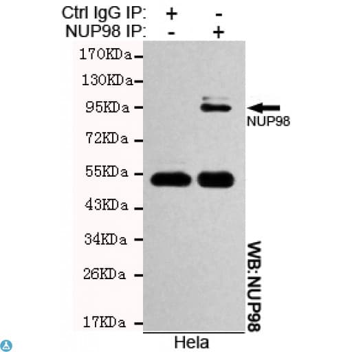 Monoclonal Mouse anti-Human NUP98 Antibody (WB)