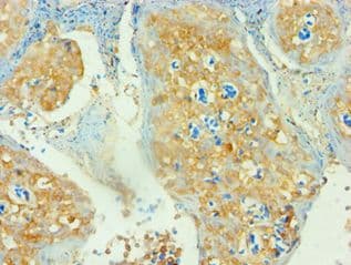 CD3D Antibody (aa22-105)
