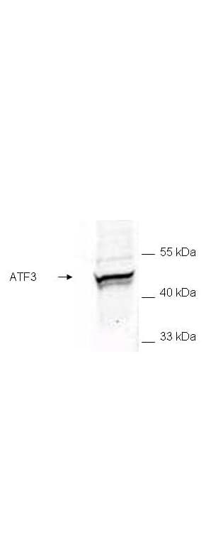 IHC-plus™ ATF3 Antibody