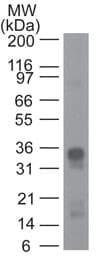 GPR44 / CRTH2 Antibody (clone 54N1H4)