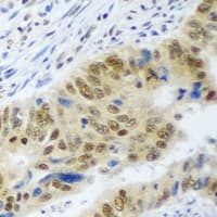WDR48 Antibody