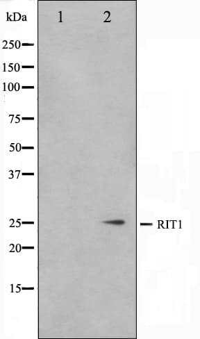 RIT1 Antibody
