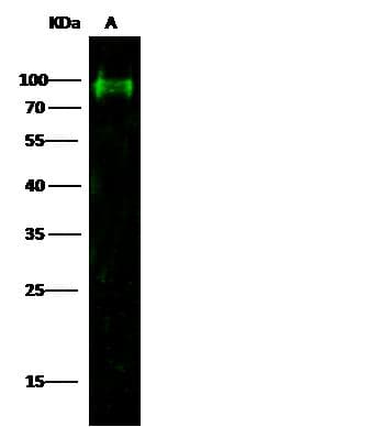Monoclonal Mouse anti-Human CD44 Antibody (clone 3E8C3, Preservative Free, WB)