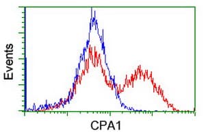 Monoclonal Mouse anti-Human CPA1 / Carboxypeptidase A Antibody (clone OTI2E3, IHC, IF, WB)