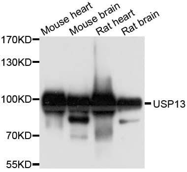 USP13 Antibody