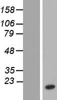 NUTF2 / PP15 Protein (Over-Expression Lysate Myc-DDK (Flag))