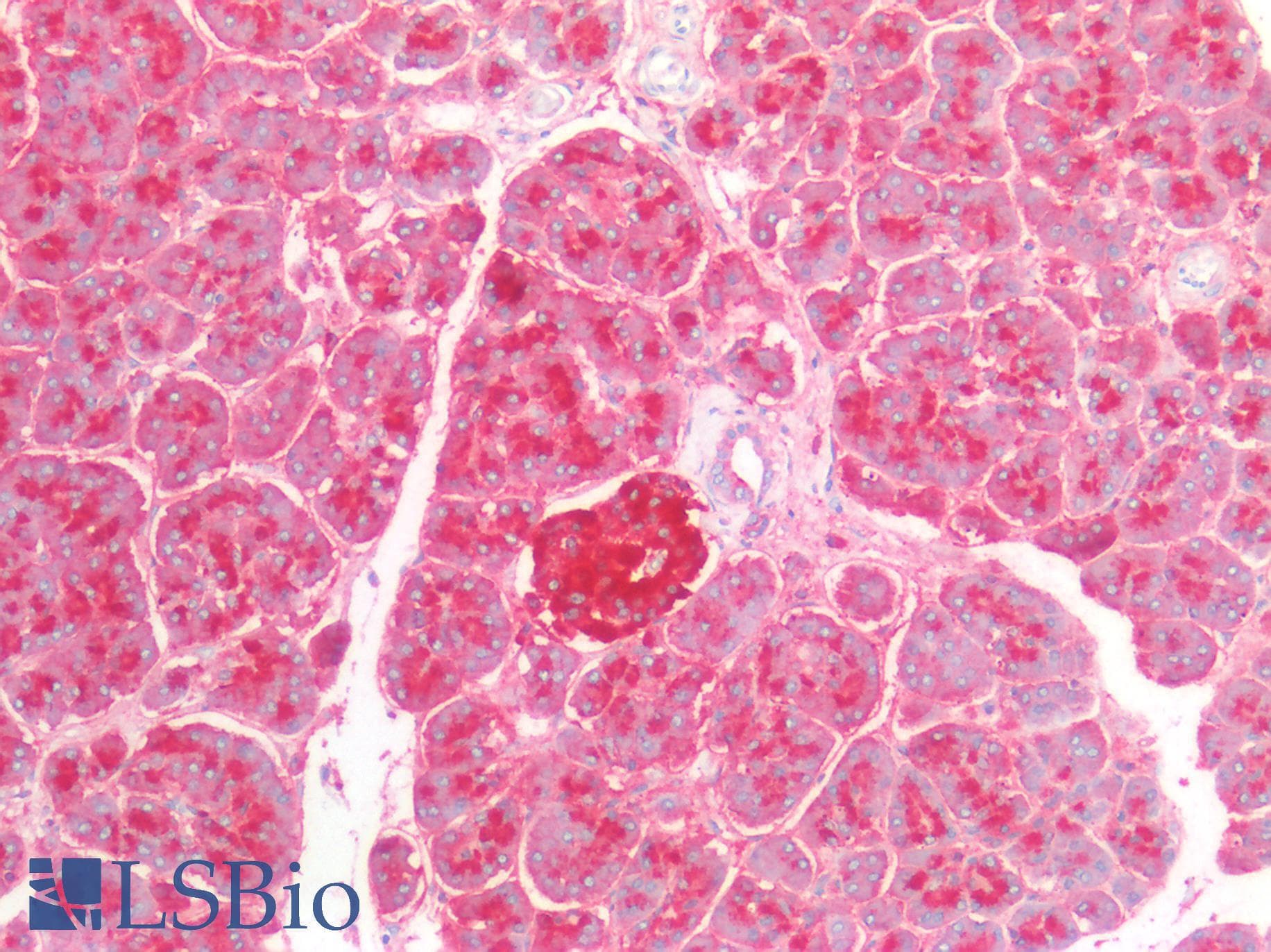 PathPlus™ CD63 Antibody (clone MX-49.129.5)
