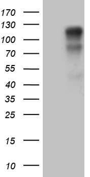AFAP1 / AFAP Antibody (clone OTI3G4, Carrier-free)