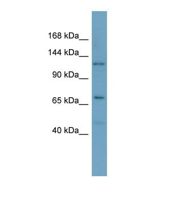 MTRPOL / POLRMT Antibody (aa933-982)