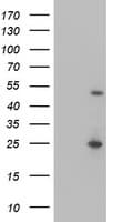 MEF2C Antibody (clone OTI1B6)