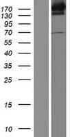 UGGT1 / UGGT Protein (Over-Expression Lysate Myc-DDK (Flag))