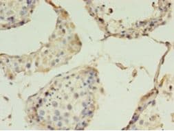 CLDN15 / Claudin 15 Antibody (FITC)