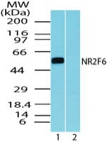 EAR2 / NR2F6 Antibody (aa20-70)