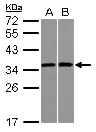 RPS3A / Ribosomal Protein S3A Antibody
