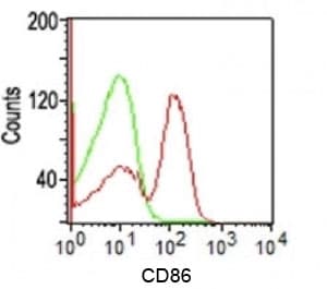 CD86 Antibody (clone C86/1146)