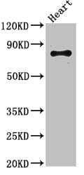 ELMO2 Antibody