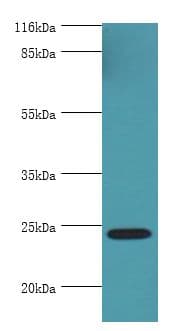 MIS12 Antibody (aa1-305, FITC)