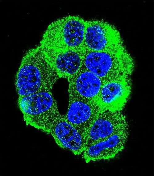 WDR27 Antibody (aa228-256)