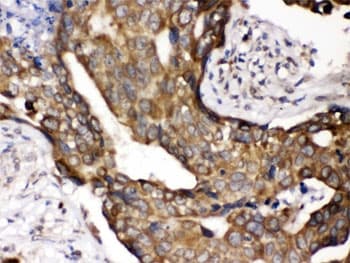 CYPOR / POR Antibody