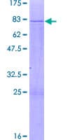 Human POLR1E Protein (Recombinant GST)