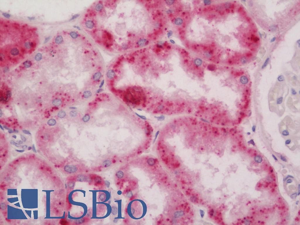 RNASE2 / EDN Antibody (Biotin)