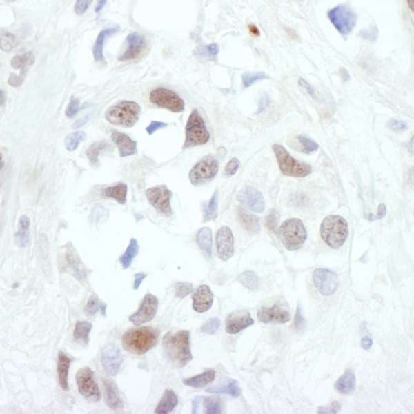 JUN / c-Jun Antibody (aa1-40)