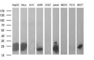 BID Antibody (clone OTI1G10, Carrier-free)