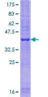 Human SFT2D1 Protein (Recombinant GST)