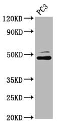 Polyclonal Rabbit anti-Human SEC14L2 Antibody (IHC, IF, WB)