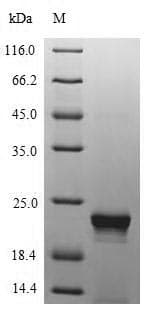 Enterobacteriaciae M13 Bacteriophage Tail virion protein G9P (Recombinant 6His-SUMO, N-terminus)