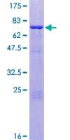Human ANKS1A / ODIN Protein (Recombinant GST)
