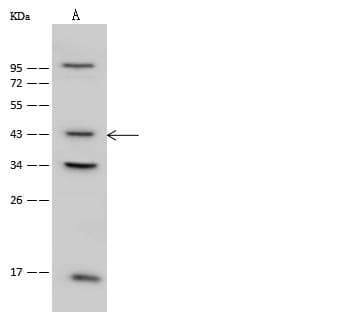 PSMC6 Antibody