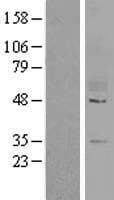 GPR78 Protein (Over-Expression Lysate Myc-DDK (Flag))