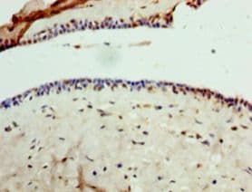 GPD1 Antibody (aa1-349)