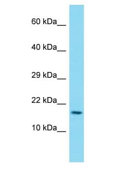 DUX1 Antibody (aa30-79)
