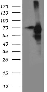 CDC25B Antibody (aa421-567, clone OTI11C5)