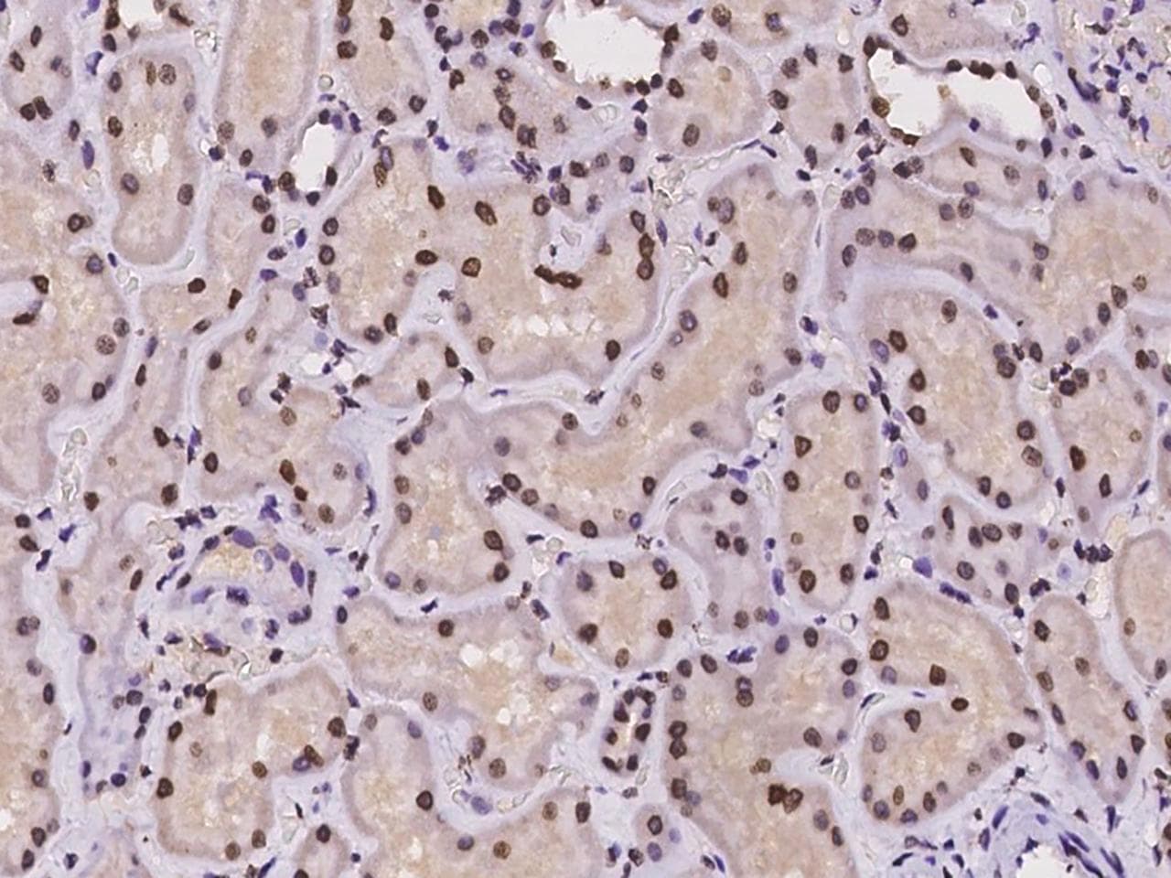 H2AFY2 Antibody