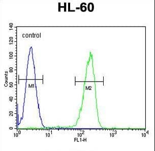 Polyclonal Rabbit anti-Human OR2F2 Antibody (aa287-314, WB)