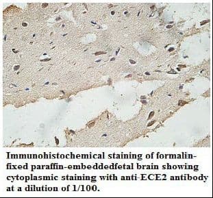 ECE2 Antibody (aa23-252)