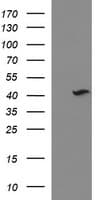 NDN / Necdin Antibody (clone OTI3A12, Carrier-free)