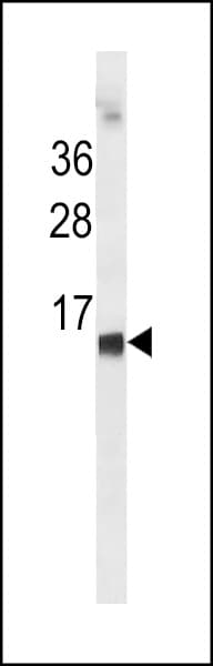 HBE1 / Hemoglobin Epsilon 1 Antibody (aa55-83)