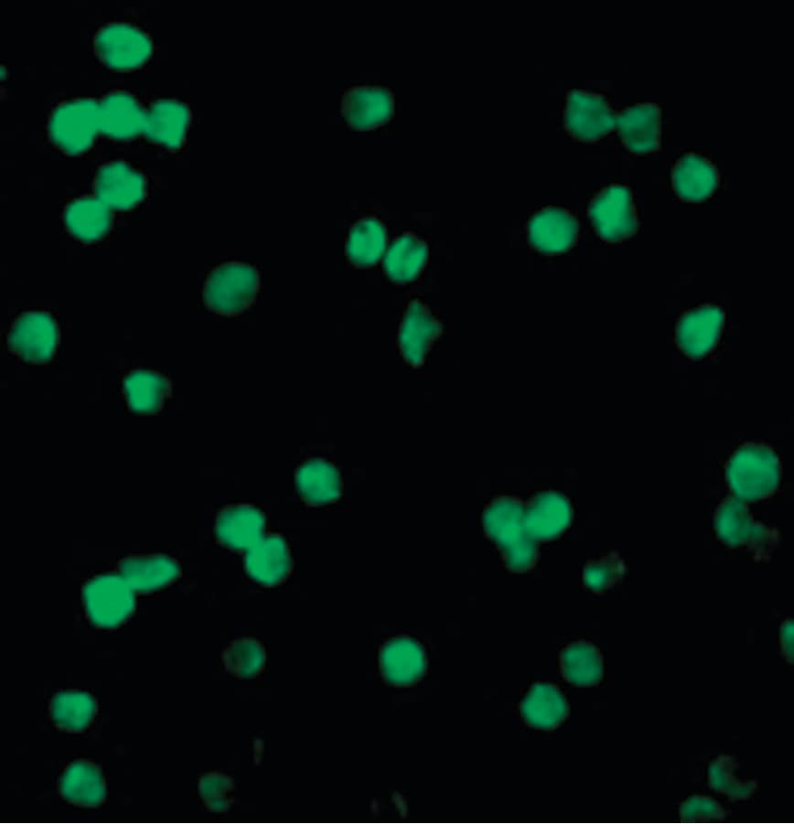 Polyclonal Rabbit anti-Human DRAK1 / STK17A Antibody (IF, WB)